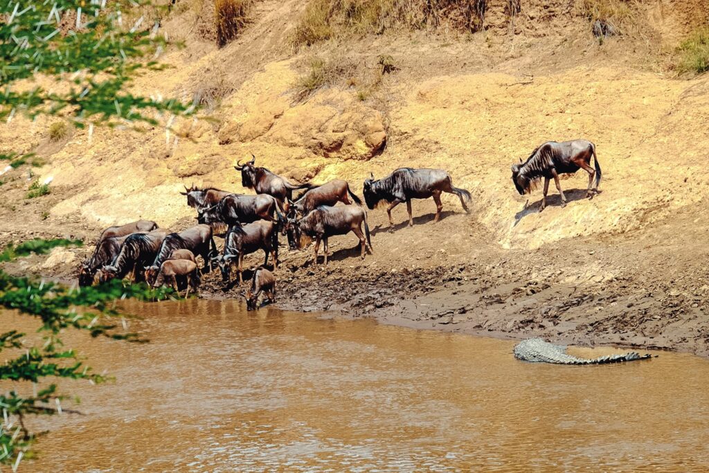 Wildebeest Migration Masai Mara National Park Kenya